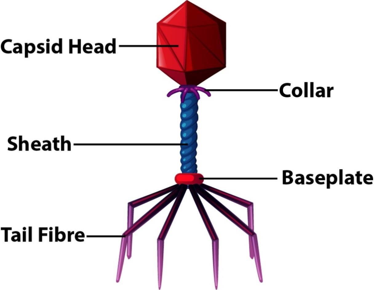 ajmb-12-172-g001